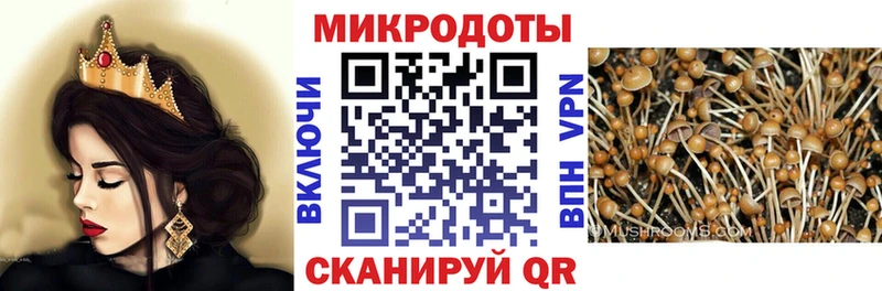 kraken Юрга Псилоцибиновые грибы Psilocybe